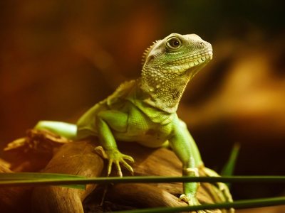 Die sechs Drachen des Qian-Gua und das Management der Anlagementalität